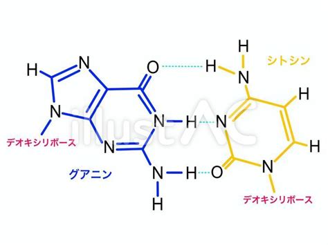 Free Vectors | Hydrogen bond between guanine and cytosine