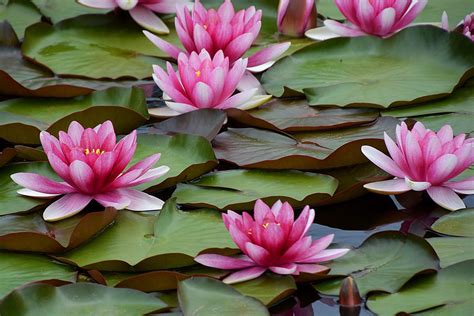 Water Lilies Are the Gorgeous Aquatic Blooms Anyone Can Grow | Southern Living