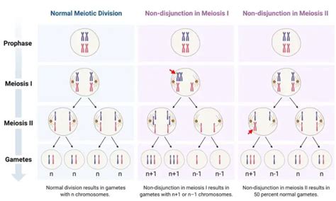 Polyploidy: Definition, Types, & Examples I NotesBard