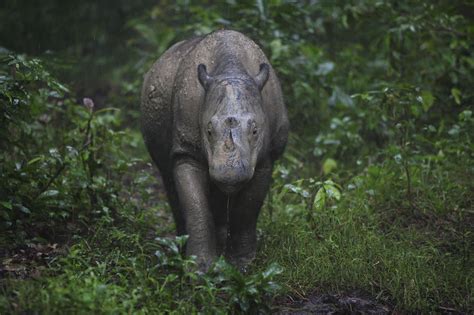 Leuser Conservation Center: Sumatran Rhino in Leuser Ecosystem (Aceh ...