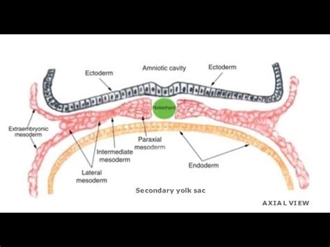 EMBRYOLOGY (VII): Intraembryonic Mesoderm Differentiation. - YouTube