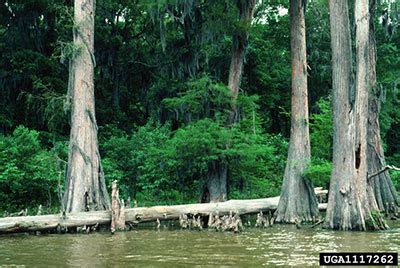 Cypress Trees - University of Florida, Institute of Food and ...