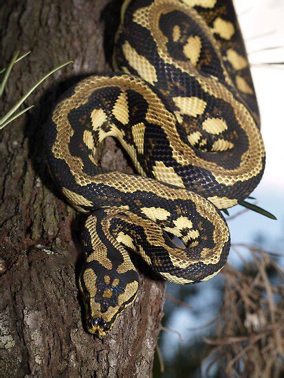 Arboreal Monsters: Carpet python morphs