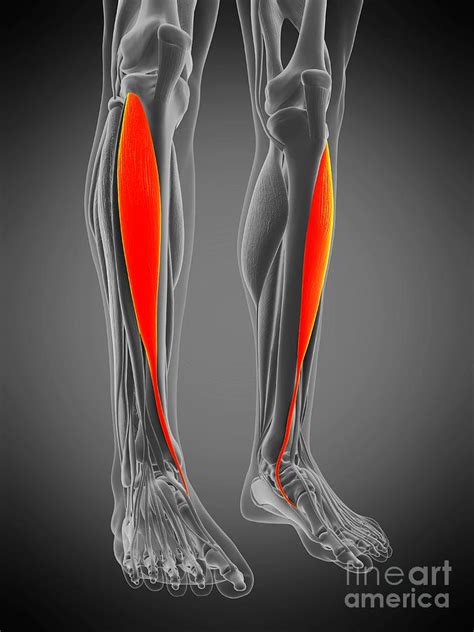 Tibialis Anterior Muscle #10 Photograph by Sebastian Kaulitzki/science Photo Library - Fine Art ...