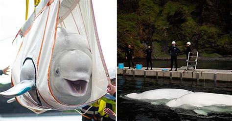 Dua Paus Beluga yang Diselamatkan dari Penangkaran Dibawa ke Laut Tempat Perlindungan 6.000 Mil ...