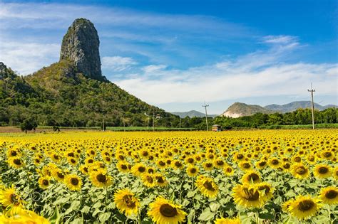 Sunflower Field - LOPBURI PROVINCE, THAILAND - DECEMBER 21, 2015 ...