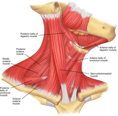 neck muscles labeled - ModernHeal.com