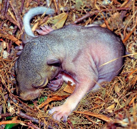 Baby Eastern Gray Squirrel Photograph by Millard H. Sharp