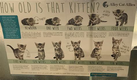 How to age a kitten : coolguides