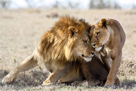 7 Amazing Animal Courtship Rituals | Thomson Safaris