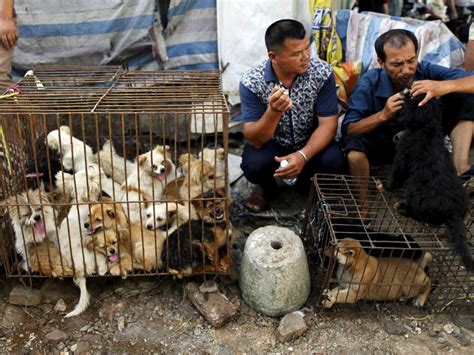 The Chinese millionaire who spent his entire fortune to save dogs from slaughterhouse