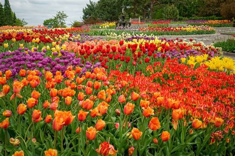 A Trip To Minnesota's Neverending Tulip Field Will Help You Welcome ...