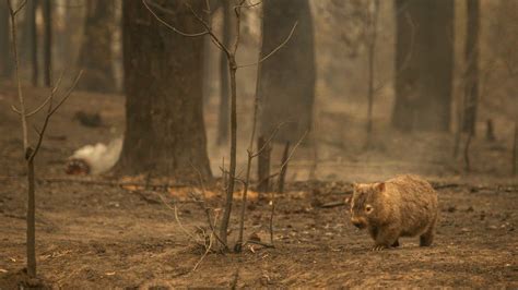 Then and now: The burning issue of wildfires - BBC News