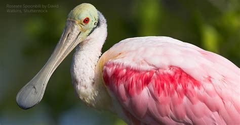 Roseate Spoonbill - American Bird Conservancy