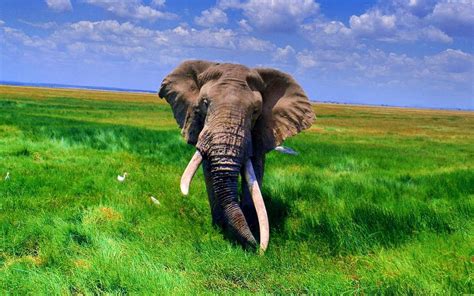 African Elephant Wallpapers - Wallpaper Cave