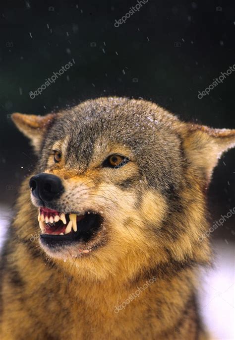 Wolf Snarling — Stock Photo © twildlife #6179838