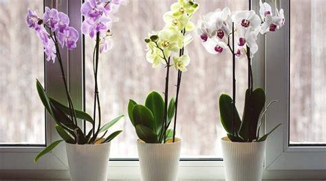 Do Orchids Need Sunlight? Unveiling the Secrets to Orchid Care