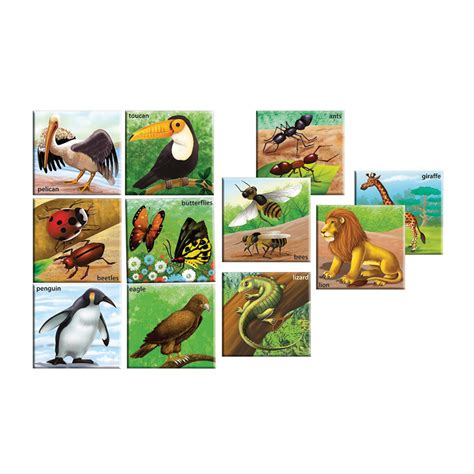 Animal Discovery Pack - Creative Educational Aids