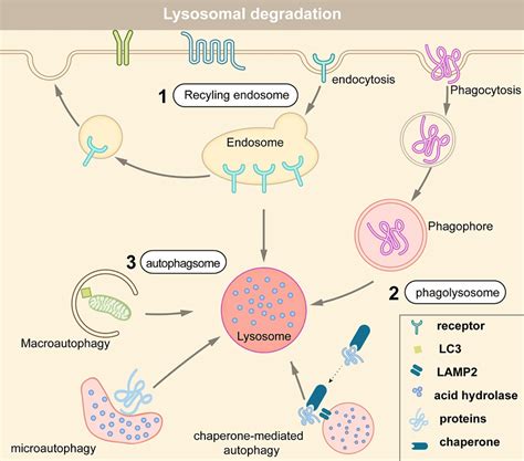 12 Types of Targeted Protein Degradation Technologies | Biopharma PEG