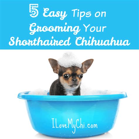 5 Easy Tips on Grooming Your Shorthaired Chihuahua - I Love My Chi