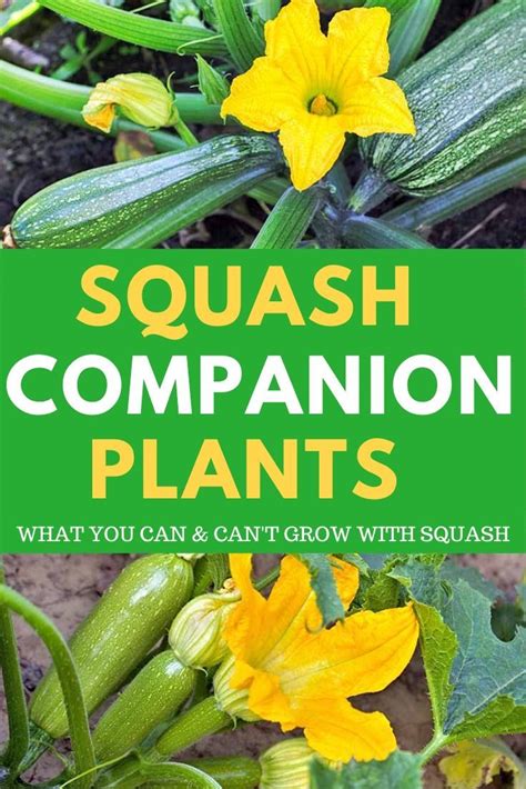 The Best Crops to Companion Plant with Squash - Home Gardenist | Companion planting, Squash ...