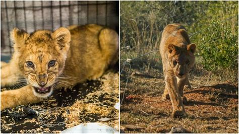 "Pet" Lion Cub Kept in Tiny Cage and Beaten Finally Knows Freedom