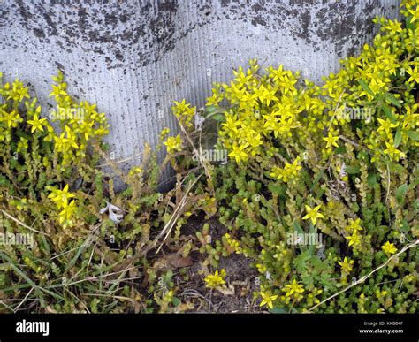 Moss flowering with small yellow star shape blossoms outdoor close up Stock Photo - Alamy