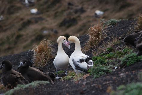 Albatross chicks | Albatross chicks are dark brown with a bl… | Flickr