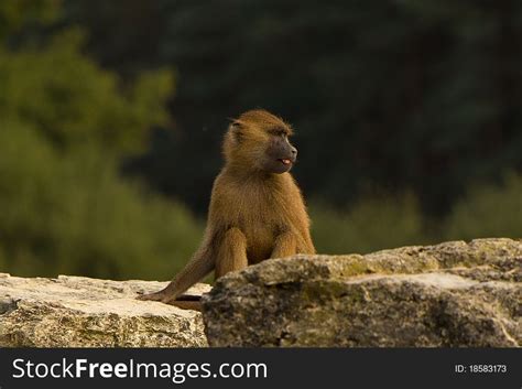 71+ Funny baboon Free Stock Photos - StockFreeImages