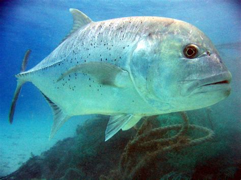 Free Images : underwater, vertebrate, snapper, giant trevally, marine biology, requiem shark ...