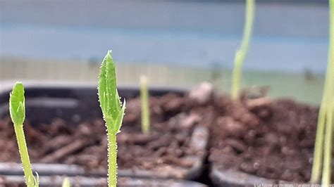 3. Sweet pea seedlings 1st pair of leaves | La Rabine Jardin | La Rabine Jardin Blog - un jardin ...