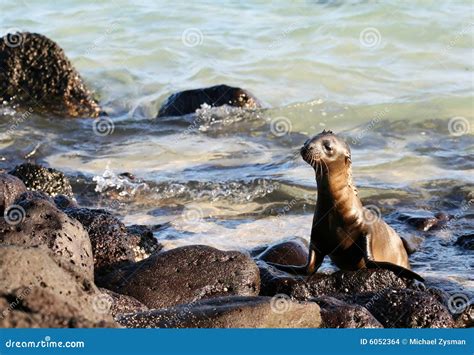 Sea Lion Pup stock photo. Image of lovable, seal, aquatic - 6052364