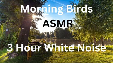 3 HOUR Morning Bird Sounds at the Park White Noise ASMR Ambient Music ...