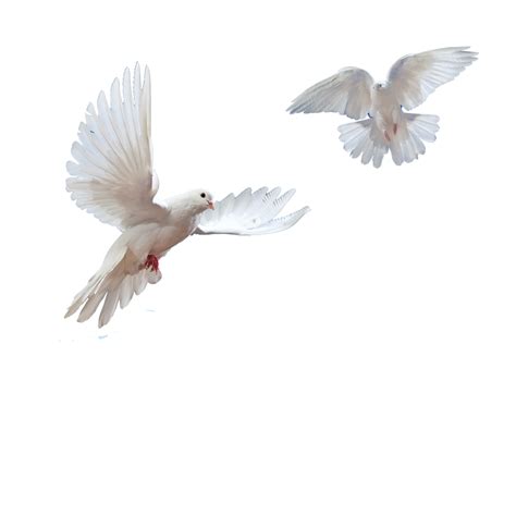 Dove Png Transparent Dovepng Images Pluspng Images