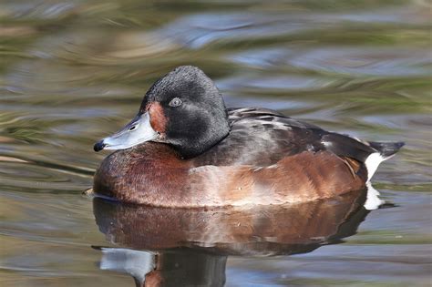 Identification of Baer’s Pochard and Baer’s-type Birds