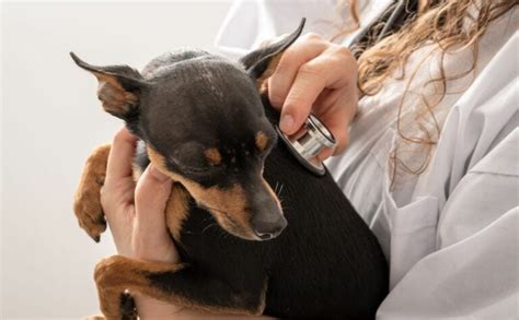 Heart Murmurs In Dogs: Grades, Symptoms, Treatment & More - Petsynse