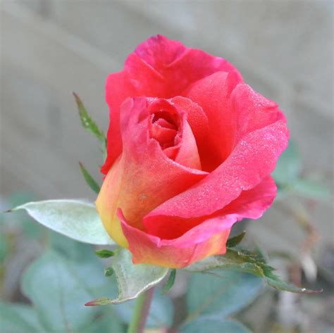 red-rose-bud-DSC_4031 | #beautiful red #rosebloom in the pea… | Flickr