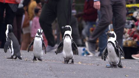 'Penguin Town' Explores the Unique Life of African Penguins in Simon's ...