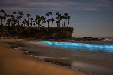 Bioluminescent waves at Laguna Beach Photograph by Cliff Wassmann - Pixels