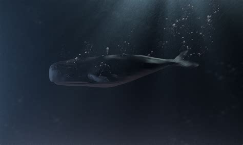 Underwater life - Sperm Whale on Behance