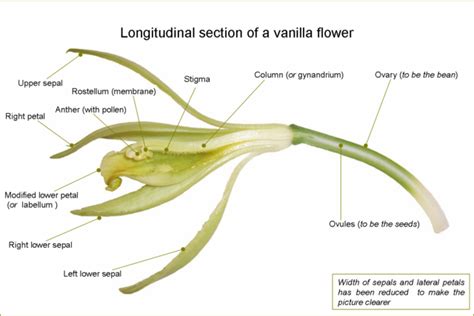 A pollination technique invented by a 12 year old slave is the reason ...