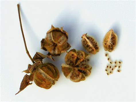 Photo of the seeds of Confederate Rose (Hibiscus mutabilis) posted by ...