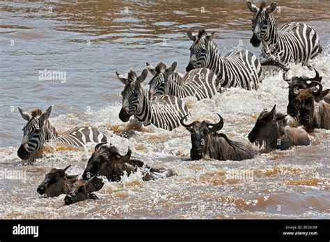 Wildebeest and Zebra crossing the Mara River during the annual ...