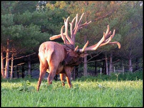 Spider bull | Hunting pictures, Elk pictures, Deer hunters