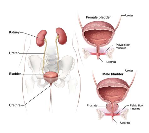 Urinary System | An illustration of the male and female huma… | Flickr