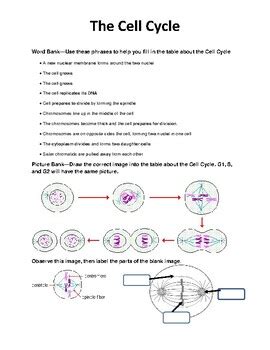 Cell Cycle Graphic Organizer by Modified in the Midwest | TPT