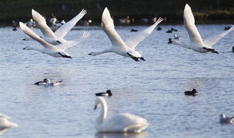 Winter swans migrate from Siberia: First wave of birds arrive in Britain | Nature | News ...