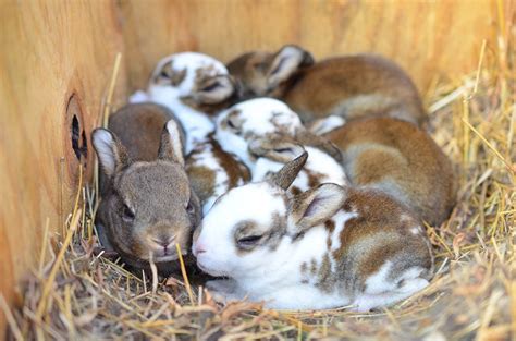 What are Baby Rabbits Called? The Adorable Answer | Pet Keen