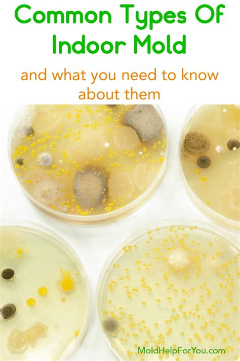 Common Types Of Mold (Indoor and Outdoor) | Mold Help For You