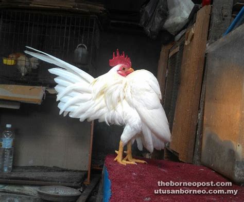 Ayam Serama enthusiasts hope to turn unique fowls into tourist attraction